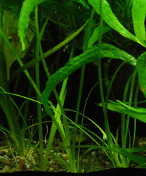 والیزنریا نانا